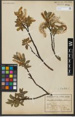Foto von Salix hastata L.